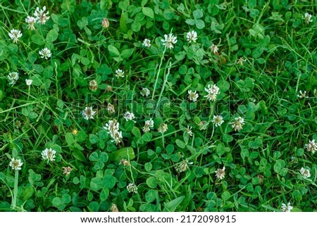 White clover, Dutch clover (Trifolium repens). Flower of the clover. White clover flowers among the grass. view from above