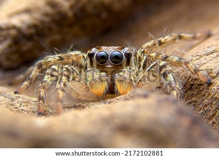 Super macro image of Jumping spider(Salticidae) at high magnification, very sharp and detailed, eye and face very clear.This wildlife spider from asian thailand. Take image with macro equipment. Royalty-Free Stock Photo #2172102881