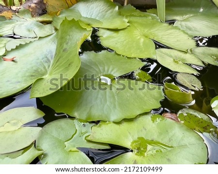 Lotus leaves green on water, 27 June 2022 , Buriram province.
