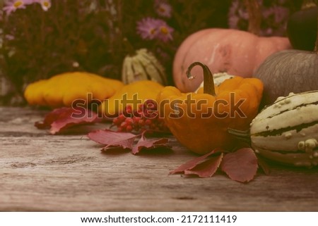 autumn harvest background against rusty wooden plates with pumpkins outdoor in vintage color