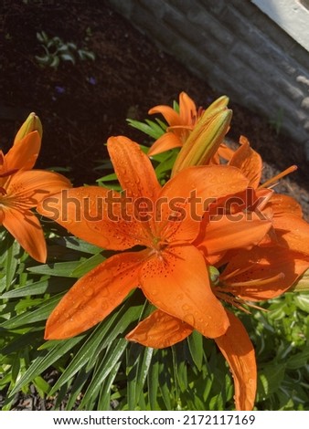Tiger Lilies in full Bloom