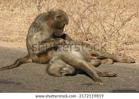 Chacma baboons grooming one another, Kruger National Park, South Africa