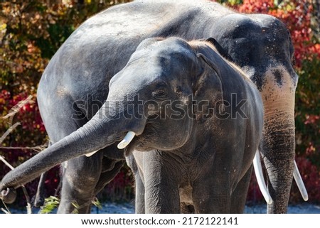 Asian elephant. Mammal and mammals. Land world and fauna. Wildlife and zoology. Nature and animal photography.