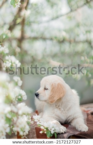 Golden retriever puppy in flowers