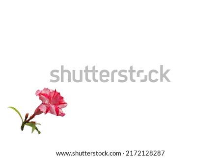 Isolated image. Close-up of pink azalea flowers on a white background, ideal for backgrounds and textures.
