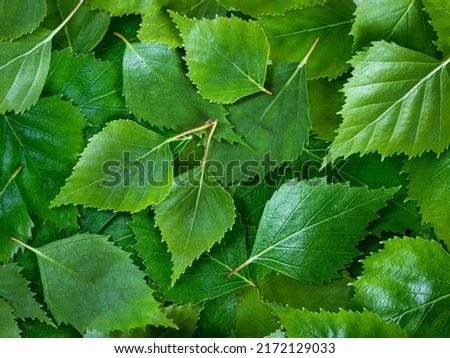 Birch leaves texture background. Spring birch green leaves pattern with copy space. Top view or flat lay canvas with fresh green leaves of birch Royalty-Free Stock Photo #2172129033