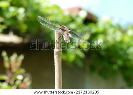 large winged insect olarge winged insect on a garden stickn a garden stick