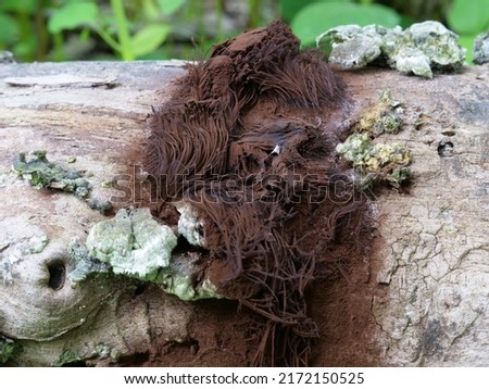 slime mold and fungus on dead tree Royalty-Free Stock Photo #2172150525