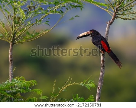 Collared Aracari perched on tree branch