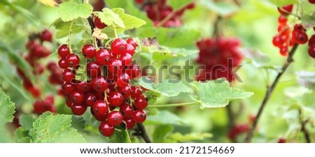 fresh red currants in the garden, panoramic format Royalty-Free Stock Photo #2172154669