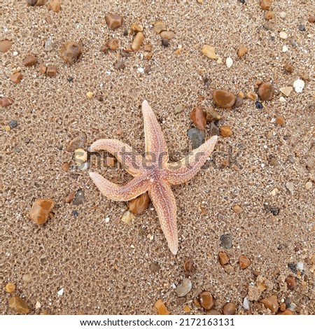 Starfish or sea stars are star-shaped echinoderms belonging to the class Asteroidea. Starfish on the beach in Landguard nature reserve in Felixstowe, Suffolk, East Anglia,  England, Europe. Royalty-Free Stock Photo #2172163131