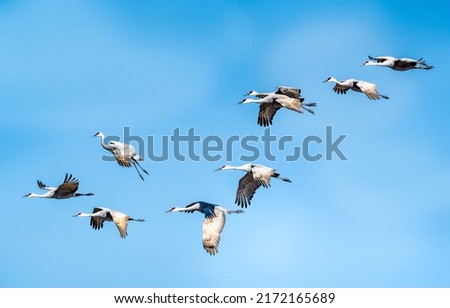 Crane bird in sky. Crane bird flock Royalty-Free Stock Photo #2172165689