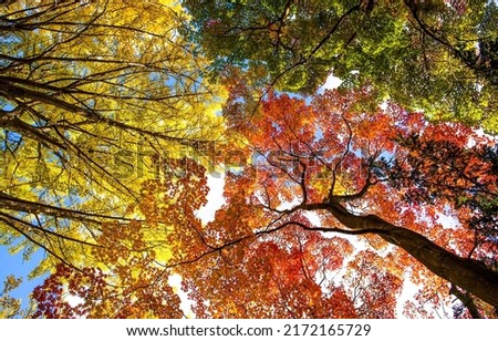 Autumn foliage on the treetops. Autumn background. Autumn tree tops. Autumn forest treetops background Royalty-Free Stock Photo #2172165729