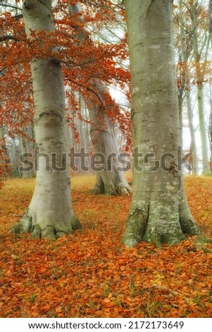 A scenic forest in autumn. Colorful orange gold, yellow and red leaves on the ground and trees in a mysterious woods during fall season. Tree trunks surrounded by fallen dried leaves in a woodland