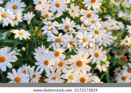 Bunch of white daisies growing in a lush botanical garden in the sun outdoors. Vibrant marguerite or english daisy flowers blooming in spring. Scenic landscape of bright plants blossoming in nature