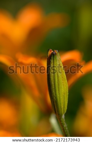 A close-up of blooming Lilium Maritimum with blurred background. A portrait of a bud in the blooming process. A beautiful picture of a small orange flower. Macro photo nature flowers blooming Lilium