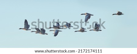 Flock of goose birds flying in a clear blue sky outdoors with copyspace. Common wild geese flapping wings while soaring in the air in formation from the side. Migrating waterfowl animals in flight Royalty-Free Stock Photo #2172174111