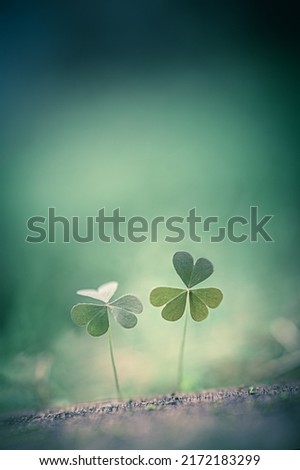Beautiful nature background with two clover leaves. close-up macro. Template for design. copy space for text