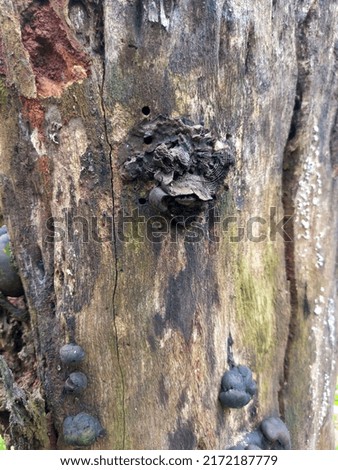 fungus that sticks to dead wood 