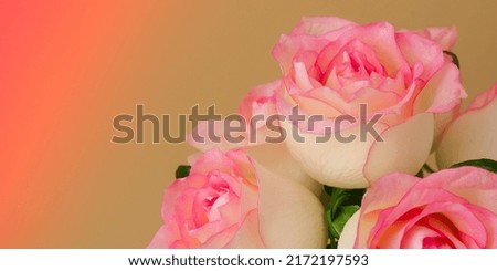 Delicate pink roses on beige background. Minimal composition. Abstract art idea of flower bouquet. Romantic pastel pink composition rose flower. Modern aesthetic. Banner Royalty-Free Stock Photo #2172197593