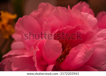 pink peony flowers close-up. pink background