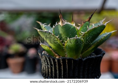 Agave titanota Banana Peel succulent plants in a pot at the garden, top view Royalty-Free Stock Photo #2172206939