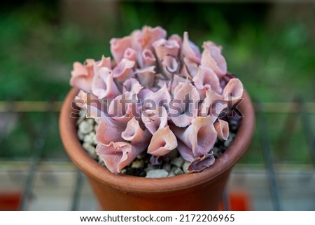 Echeveria Trumpet Pinky succulent plant in a pot at the garden Royalty-Free Stock Photo #2172206965