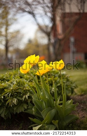 Yellow tulips blooming in the spring