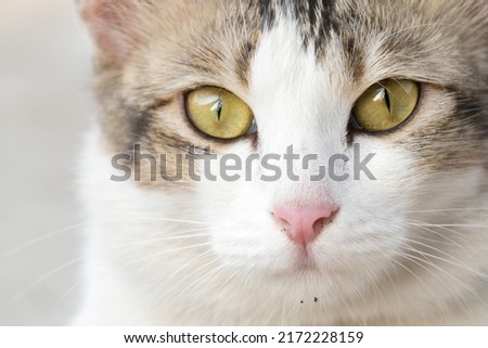 cute white cat or kitten face looking curiously. yellow eyes and red nose. 