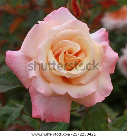 A single apricot rose bloom of rosa  'Pure Bliss' (Dictator).  Bred by Dickson Roses. Royalty-Free Stock Photo #2172230421
