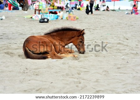 Little Brown horse in the sand
