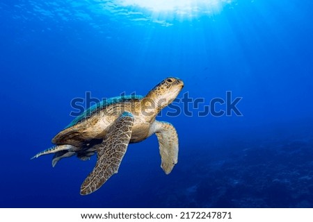 Sea Turtle on reef with sunburst background