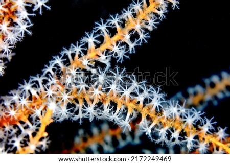 Orange Sponge White Coral Polyps Royalty-Free Stock Photo #2172249469