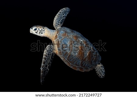 Sea Turtle in black background. Usable for wallpaper or large prints. clean background can be easily cut for other uses