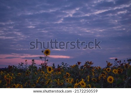 Sunflowers with pink purple changing in the sky at dusk