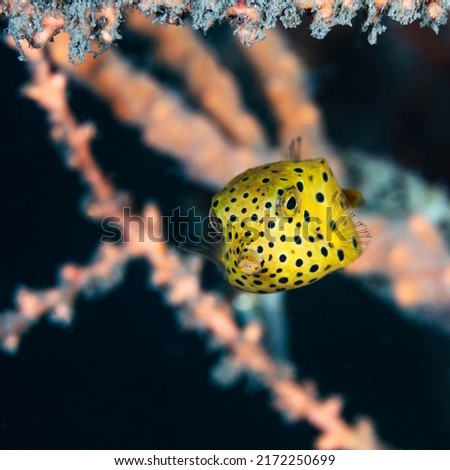 Yellow Boxfish with Orange and Black Background Royalty-Free Stock Photo #2172250699