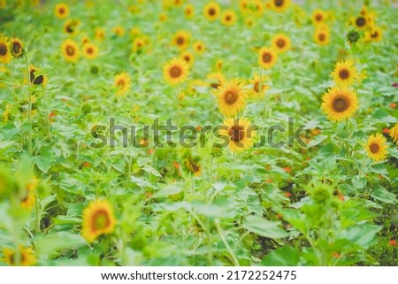 Sunflower sea in summer in June