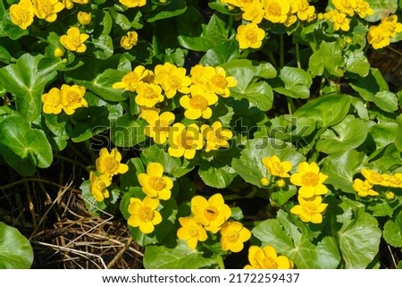 Blooming marsh-marigold (Caltha palustris) - a widespread flower of marshes, ponds, damp meadows and wet woodland Royalty-Free Stock Photo #2172259437