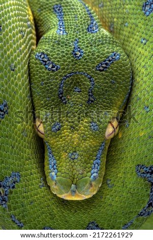 Very closeup head of Green Tree Python (Morelia viridis). Green tree pythons are found in Indonesia, Papua New Guinea, and Australia.  Royalty-Free Stock Photo #2172261929