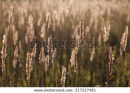 field at sunset (soft image, shallow depth of field)
