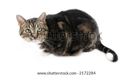 Tabby cat isolated on a white background