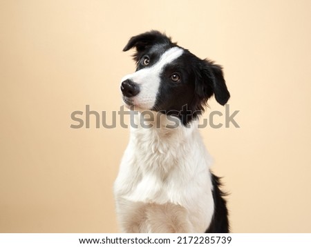 funny dog plays. Happy Border Collie puppy . Pet on a beige background