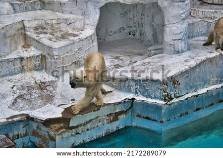 A picture of the polar bear.  Osaka Japan
