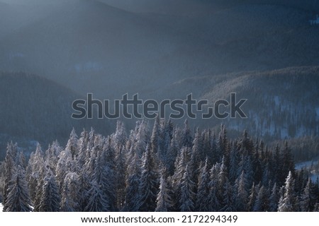 Winter Landscape. Trees covered with snow