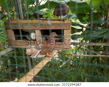Pigeons in cages in brown and other colors
