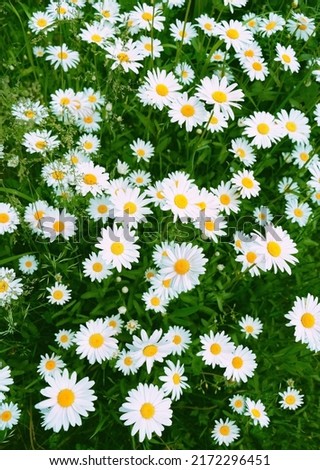 chamomile flowers on abstract natural green background. beautiful rustic landscape. floral image of nature. concept of beauty and purity of nature. summer season. top view	