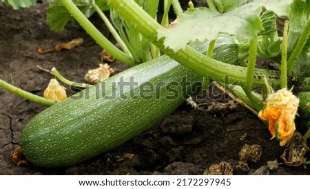 A large ripe green zucchini grows in the garden, green leaves are nearby. Growing organic vegetables outdoors Royalty-Free Stock Photo #2172297945