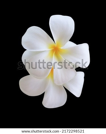 Plumeria, Frangipani, Graveyard tree, Close up white-yellow single plumeria flower bouquet isolated on black background. Top view of white-yellow blooming frangipani flower bunch