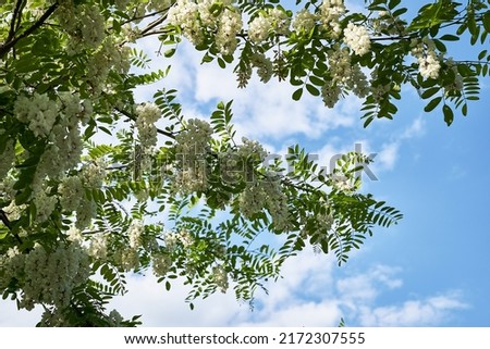acacia branches blooming in white clusters against a blue sky. High quality photo