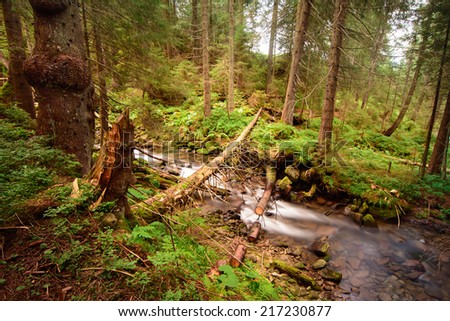 Foggy  forest waterfall fairy tale picture background